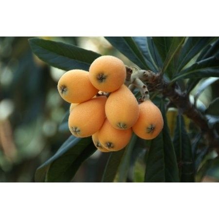 Loquat Tree, Fruit, Orange