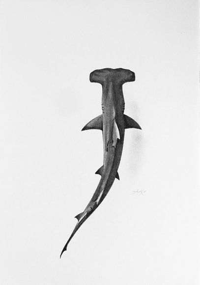 View: Hammerhead shark | Artfinder