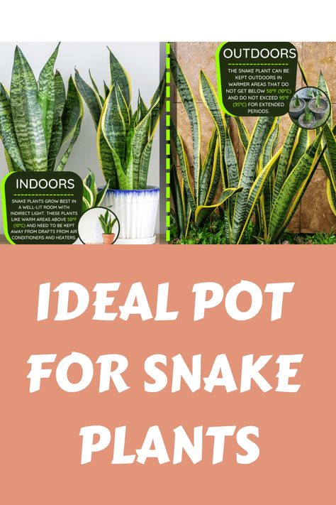 Ideal Pot for Snake Plants Shallow Potted Plants, Best Pots For Indoor Plants, Potting Plants For Beginners, Pots For Indoor Plants, Snake Plant Pot Ideas, Snake Plant Arrangement Indoor, How To Plant Snake Plant In A Pot, Pots For Snake Plants, Care For Snake Plant