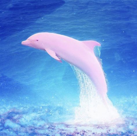 Space Dolphin, 2000s Beach Aesthetic, Dolphin Aesthetic, Kidcore Room, Dolphin Birthday Parties, Tropical 2000s, Key West Kitten, Coconut Dream, H2o Just Add Water