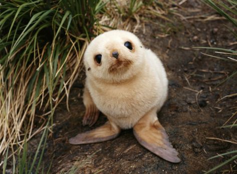 Warning: contains obscenely cute seal pups. Animals Crossing, Baby Seal, Söt Katt, 강아지 그림, Baby Animals Pictures, Baby Animals Funny, Cute Animal Photos, Cute Animal Pictures