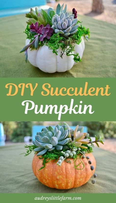 Autumn Cooking, Succulent Pumpkin, Pumpkin Planter, Pumpkin Arrangements, Garden Container, Succulent Cuttings, Succulent Centerpieces, Mom Group, Diy Arrangements