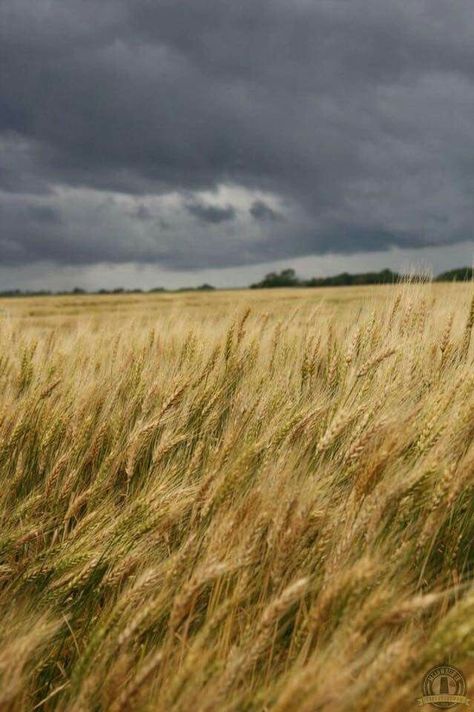 Rain Storm, Grass Field, Open Sky, Wheat Fields, Grey Skies, Storm Clouds, Green Landscape, Wild Nature, High Fantasy