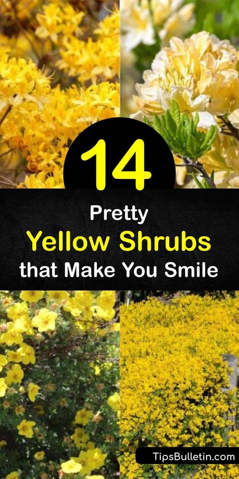 Discover the best shrubs with yellow flowers and leaves, whether you want an evergreen shrub-like camellia or a groundcover like potentilla. These hardy shrubs prefer full sun or partial shade. Try yellow azalea for fragrant flowers that attract hummingbirds. #shrubs #yellow #flowers #leaves Evergreen Flowering Shrubs Zone 8, Yellow Flowering Shrubs, Yellow Evergreen Shrub, Yellow Bushes Shrub, Small Shrubs In Front Of House Full Sun, Yellow Perennials Full Sun, Yellow Shrubs For Landscaping, Yellow Plants For Landscaping, Shrubs For Sunny Areas