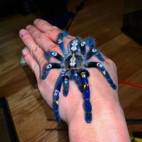 Peacock Tarantula, Poecilotheria Metallica, Peacock Spider, Unusual Pets, Pet Tarantula, Arachnids Spiders, Spiders And Snakes, Spider Species, Big Spiders