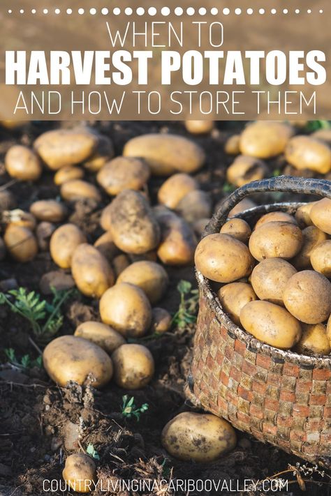 Learn when to dig up potatoes and how to harvest potatoes. Grow potatoes in your garden bed, container, buckets or bags - here is the best way to store potatoes for months. Easy way to dig potato plants and tips on growing lots of potatoes in a small  space. Ways To Store Potatoes, Growing Potatoes Indoors Winter, Potato Bucket Garden, Can You Plant Potatoes In The Fall, Potato In Bucket How To Grow, Grow Potatoes In A Bucket, When To Harvest Potatoes, When Are Potatoes Ready To Harvest, Harvesting Potatoes