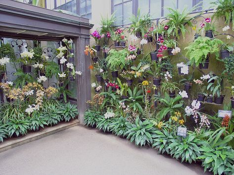 Orchid Garden Ideas Outdoor, Orchids Garden Ideas Outdoor, Orchid Organization, Outdoor Orchid Display Ideas, Orchid Garden Ideas Backyards, Water Culture Orchids, Orchid Display, Diy Orchids, Orchid Wall