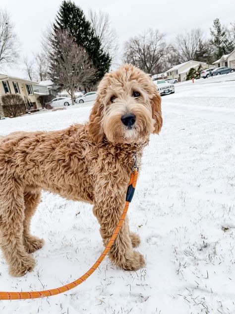 Labradoodle Grooming, Homestead Inspiration, Doodle Breeds, Mini Golden Doodle, Mini Labradoodle, Irish Doodle, Golden Doodle Dog, Nature Dog, Fluffy Cows