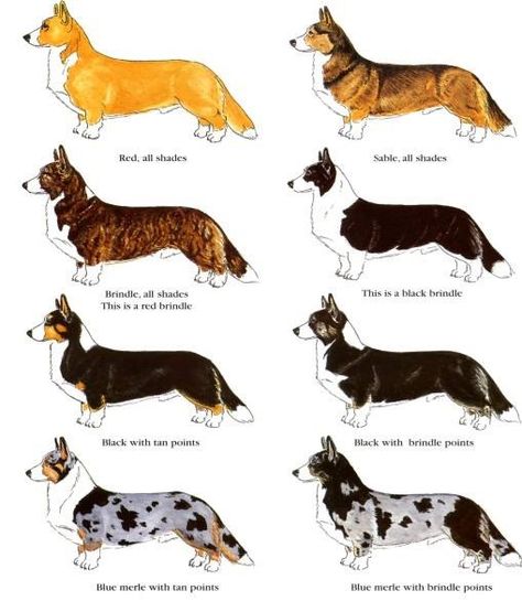 Different coats Corgi Facts, Cardigan Corgi, Pembroke Welsh Corgi Puppies, Cute Corgi Puppy, Corgi Art, Breeds Of Dogs, Welsh Corgi Puppies, Animals Watercolor, Corgi Pembroke