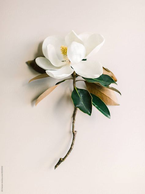 Magnolia Flower Aesthetic, Magnolia Aesthetic, Magnolia Photo, Yeti Cup, Magnolia Leaves, Mobile Lightroom Presets, Magnolia Flower, Single Flower, Arte Floral