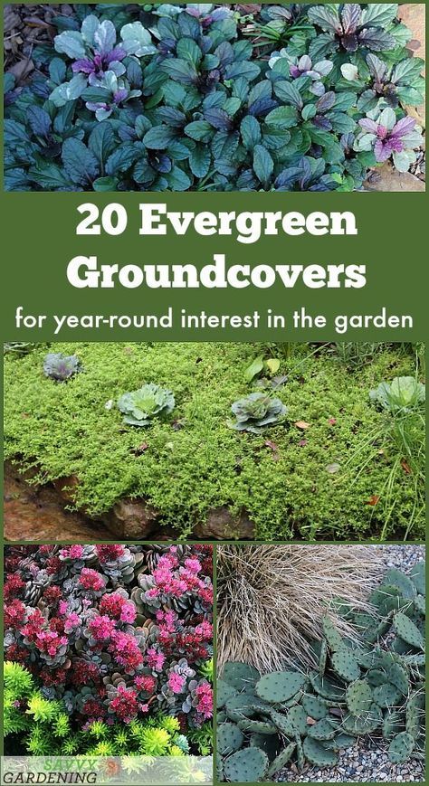 Garden Ideas For Sloped Yard, Vertical Landscaping, Alcove Landscaping Ideas, Hillside Ground Cover Ideas, Low Evergreen Shrubs, Small Evergreen Plants, Plants For The Shade, Backyard Simple Landscaping, Planting Around A Tree