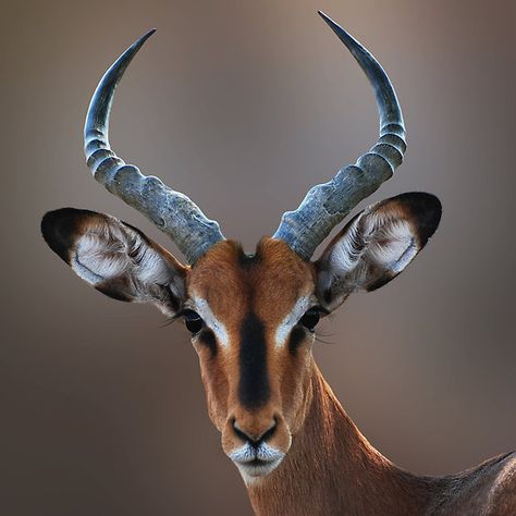 Impala Bongo Antelope, Impala Animal, Animals With Horns, Mule Deer, Manx, African Wildlife, African Animals, Animal Faces, Animal Photo