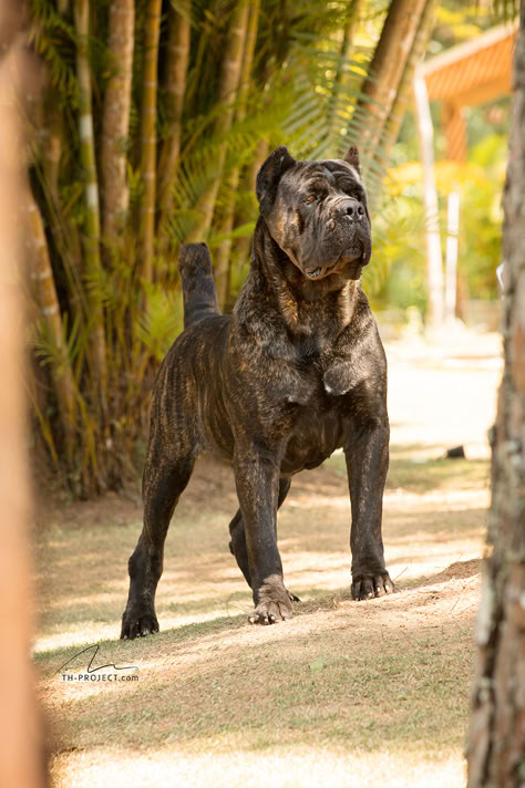 Chien Cane Corso, Cane Corso Puppies, Big Dog Breeds, Cane Corso Dog, Corso Dog, Scary Dogs, Dangerous Dogs, Huge Dogs, Wolf Spirit Animal