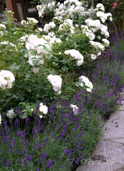 White Roses And Lavender Garden, Roses And Lavender Garden Front Yards, White Iceberg Roses Front Yard, Iceberg Roses Front Yards, Roses And Lavender Garden, Iceberg Roses Landscape, White Iceberg Roses, Lavender And White Roses, Iceberg Roses