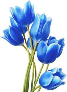 Tulip Flower Drawing, Tulip Drawing, Blue Flower Art, Tulip Colors, Blue Things, Blue Flower Painting, Tulip Painting, Orange Tulips, Blue Tulips