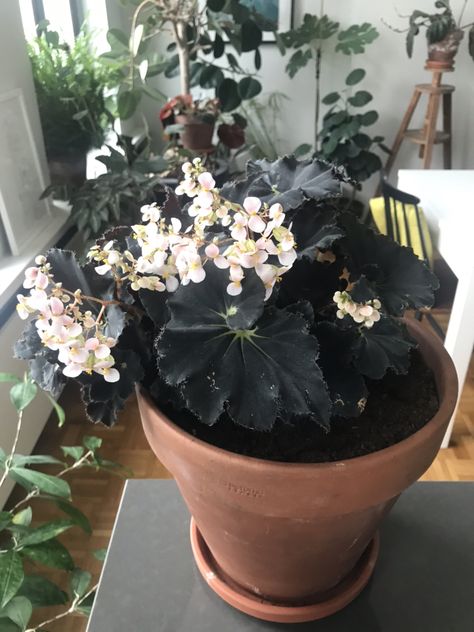 Botany Aesthetic, Indoor Plants Names, Plants Wishlist, Black Plants, Wishlist Plants, Dream Plants, Plant Room, Moon Garden, Nothing But Flowers