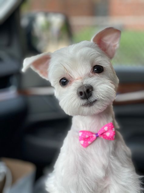 Freshly groomed maltese! Male Maltese Haircut, Maltese Short Haircut, Short Maltese Haircut, Maltese Grooming Styles, Maltese Haircut Hairstyles, Maltese Hairstyles, Maltese Dogs Grooming, Maltese Haircuts, Maltese Dogs Haircuts