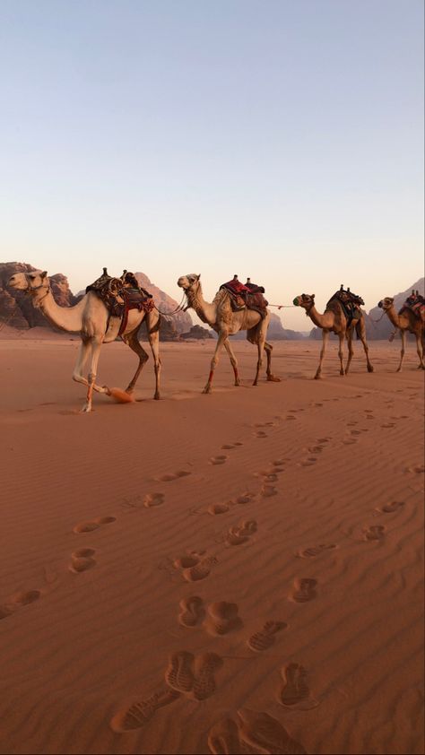 Camel in jordan 🇯🇴 #camel #jordan #travelling #desert #jordantravel Ig: @layalhbl Jordan Africa, Jordan Desert, Jordan Egypt, Jordan Aesthetic, Jordan Country, Egypt Aesthetic, Dubai Aesthetic, Jordan Travel, Desert Vibes