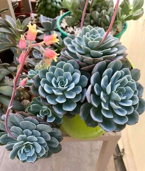 balconygardenweb on Instagram: "Echeveria elegans #garden #plants #pot #indoor. #diy #wine #cork #vase#indoor. #likesharefollow #balconygardenweb. #succulent #gardener #Instagram. #planter #garden #instafollow. #container #flowers #instalike. #balconygardenweb #instagood. #vertical #garden #hanging #water. Find out more 31 Different Types of Hens and Chicks Varieties in this link. https://balconygardenweb.com/different-types-of-hens-and-chicks-varieties/" Cactus Planta, Succulent Landscaping, Colorful Succulents, Crassula Ovata, Growing Succulents, Small Succulents, Hens And Chicks, Cactus Y Suculentas, Succulents Diy