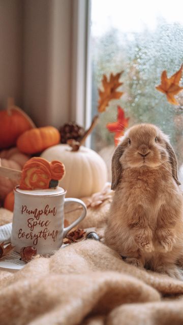 Lop Bunny Aesthetic, Bunny Photoshoot Ideas, Cute Fall Animals, Orange Bunny, Holland Lop Bunny, Rabbit Photoshoot, Autumn Bunny, Fall Animals, Bunny Fall Aesthetic