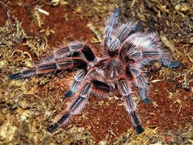 Rose Tarantula