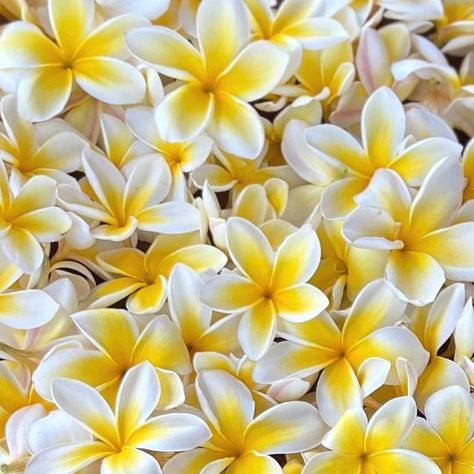 Inspiration Painting, Plumeria Flowers, Bts Aesthetic Wallpaper For Phone, Bts Aesthetic, Aesthetic Wallpaper, Aesthetic Wallpapers, Phone Wallpaper, Art Inspiration, Bts