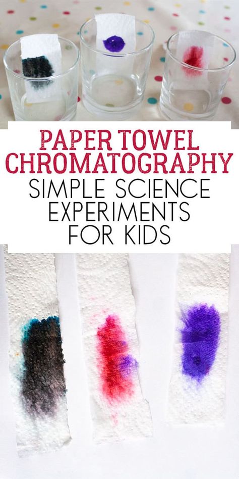 Simple Paper Towel Chromatography Experiment to do with kids to explore what colours make up black ink. Chromatography Experiment, Chromatography For Kids, Science Experiment For Kids, Paper Towel Crafts, Experiment For Kids, Science Experiments For Kids, Experiments For Kids, Simple Science, Math Activities For Kids