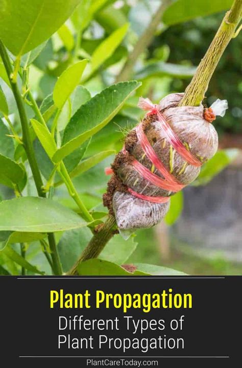 Plants have different preferences for propagating, and most will propagate easily once you know which propagation type to use. Propagation Plants, Plants Propagation, Different Types Of Plants, Propagate Plants, Sensitive Plant, Herb Gardening, Farm Projects, Gardening Hacks, Plant Hacks