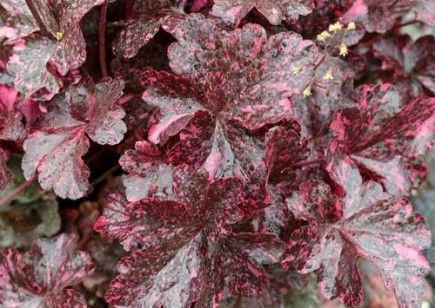 Heuchera 'Midnight Rose' Coral Bells Plant, Lenten Rose, Midnight Rose, Coral Bells, Perennial Shrubs, Herbaceous Perennials, Wild Roses, Shade Garden, All Plants