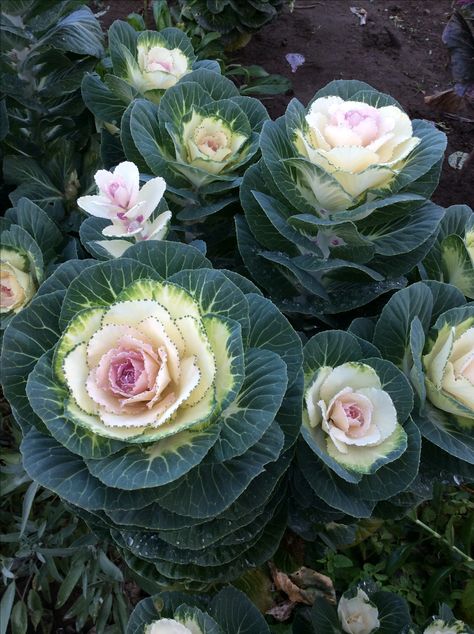 Flowering Kale   (White Crane) Seeds bought from William Dam Seeds, Ont. Canada Kale Flowers, Fall Flower Pots, Flowering Kale, Kale Plant, Shrubs For Landscaping, Cabbage Flowers, Cabbage Plant, Live Flowers, Flower Reference