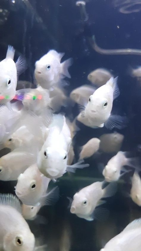 Fish For Aquarium, White Parrot, Cichlid Fish, Parrot Fish, Cool Fish, Aquatic Life, White Fish, Phish, Aquarium Fish