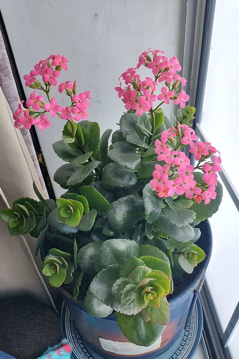 Kalanchoe is a flowering succulent that thrives in a southeast-facing window Kalanchoe Flowers, Kalanchoe Plant, Paddle Plant, Goldfish Plant, Pencil Cactus, Flowering Succulents, Umbrella Tree, Jasmine Plant, Window Plants