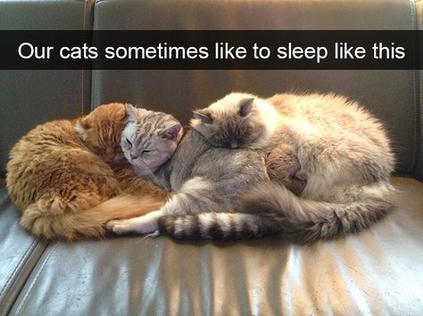 Hilarious-cat-snapchats Cute Cats In Love, Cats In Love, Mama Cat, Cat Boarding, Cat Sleeping, To Laugh, Cute Creatures, Beautiful Cats, Cute Funny Animals