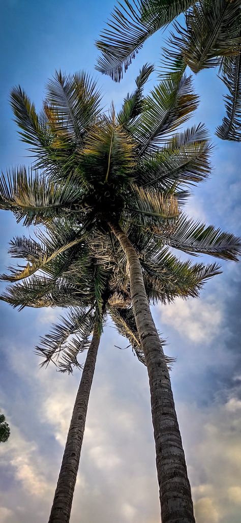 Coconut Pictures, Coconut Tree Video, Coconut Tree Photography, Coconut At The Beach, Coconut Photography Beach, Coconut Tree, Tree Photography, Cool Pictures, Coconut