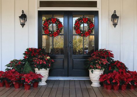 Poinsettias | The Home Depot's Garden Club Fake Poinsettia Front Porches, Poinsettia Outdoor Decoration, Poinsettia Front Porch Decor, Poinsettia Porch Decor, Yuletide Traditions, Front Yard Decor, Poinsettia Plant, Xmas 2024, Christmas Outdoor