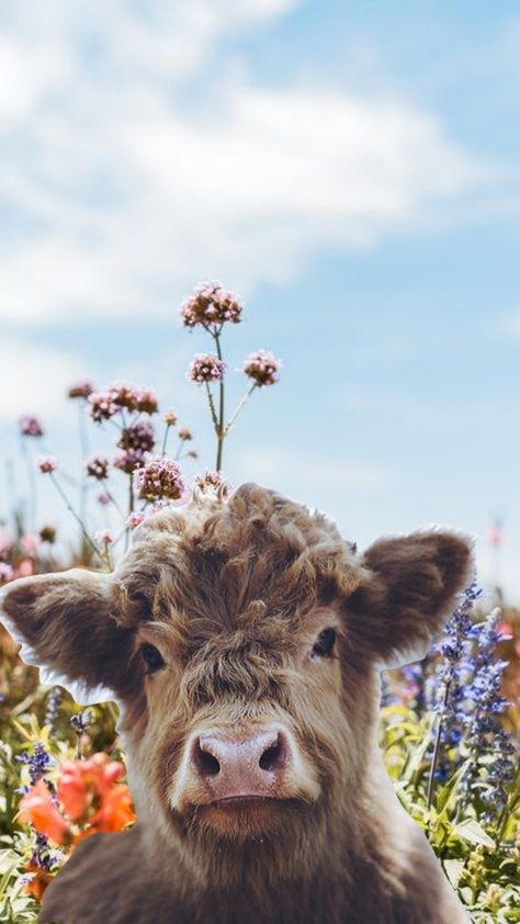 Highland Cow Iphone Wallpaper, Cow Phone Wallpaper, Highland Cow Cute Wallpaper, Highland Cow Wallpaper Iphone, Highland Cow Background Wallpapers, Highland Cow Wallpaper, Aesthetic Highland Cow Wallpaper, Fluffy Cows Aesthetic Wallpaper, Highland Cow Sunflower Wallpaper