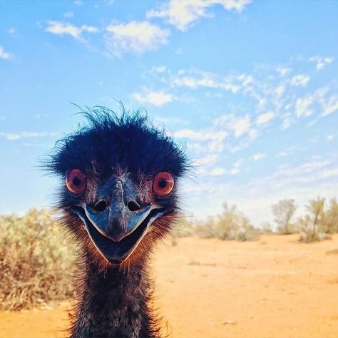 Australia on Twitter: Hello Photo, Ugly Animals, Australian Birds, Australian Animals, Emu, Animal Photo, Goa, Beautiful Creatures, Beautiful Birds