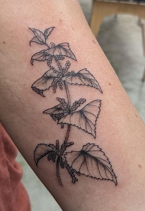 Medicinal Plant Tattoo, Nettle Tattoo Art, Stinging Nettle Drawing, Nettle Leaf Tattoo, Reishi Tattoo, Wild Plant Tattoo, Stinging Nettle Tattoo, Foraging Tattoo, Nettle Drawing