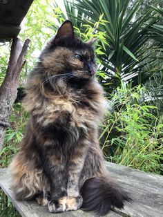 Funniest Cat, Tortoiseshell Cat, Dream's Cat, Tortoise Shell Cat, Gorgeous Cats, Puppies And Kitties, Cat Pose, Cat Meme, Bad Cats