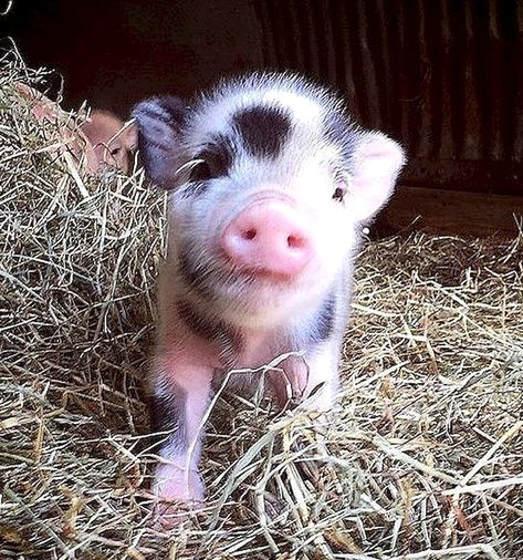 Cute miniature pig #baby #animals #pets Miniature Farm Animals, Miniature Pigs Full Grown, Pet Pig, Miniature Pigs, Teacup Pigs, Pig Pictures, Baby Pig, Cute Piglets