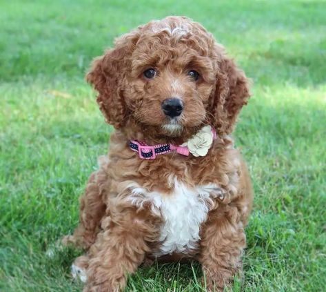 Mini Labradoodle Full Grown, Labradoodle Full Grown, Labradoodle Mini, Labradoodle Grooming, Low Shedding Dogs, Mini Labradoodle, Mini Poodle, Australian Labradoodle, Mini Poodles