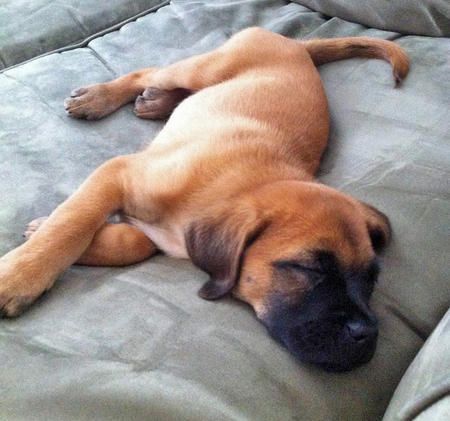 Gus the Boxer Mix Boxer Mix Puppies, Boxer Puppies For Sale, Golden Mix, Sleepy Puppy, Dog Advice, Dogs Stuff, Golden Retriever Mix, Boxer Mix, Boxer Puppies