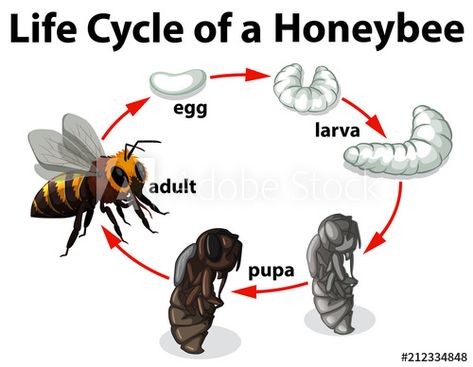 Bee Kindergarten, Bee Diagram, Mosquito Life Cycle, Moth Life Cycle, Bee Identification, Honey Bee Drawing, Funny Professor, Honey Bee Life Cycle, Biology For Kids