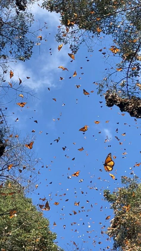 Butterfly Asthetic Picture, Butterfly Astethic, Butterflies In Garden, Growing Milkweed, Garden With Butterflies, Butterfly Field, Aesthetic Butterflies, Butterfly Forest, Raising Butterflies