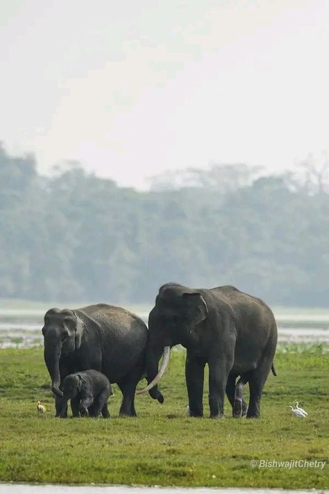 Sri Lankan Elephant, Sri Lanka Photography, Asian Elephants, Elephants Photos, Sri Lanka Travel, Asian Elephant, Photography Love, Travel Nature, Travel Agency