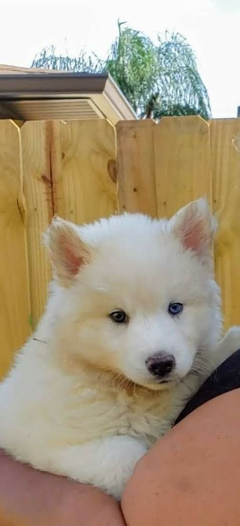 Siberian Huskies Puppies Huskies Puppies, Husky Puppies For Sale, Husky Puppies, Siberian Husky Puppies, Siberian Huskies, Husky Puppy, Siberian Husky, Puppies For Sale, Husky