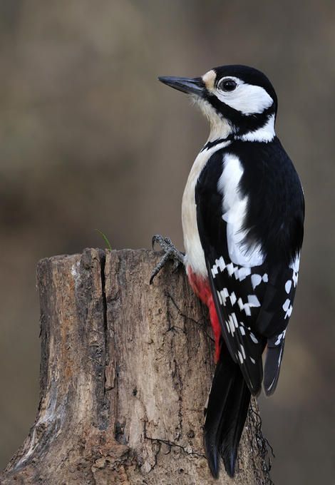 Great Spotted Woodpecker, Spotted Woodpecker, Bird Sitting, Most Beautiful Birds, Nature Birds, Backyard Birds, Bird Pictures, Exotic Birds, Pretty Birds