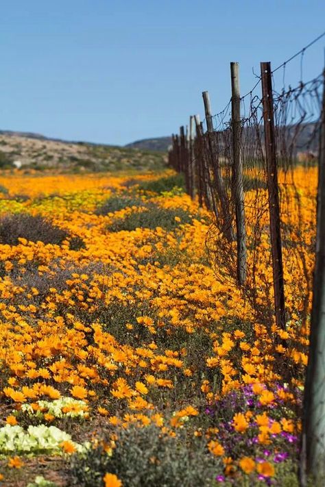 Namakwaland Namakwaland Flowers, Namaqualand Daisies, Southern Africa, Amazing Nature, South African, West Coast, Beautiful Nature, Jesus Christ, South Africa