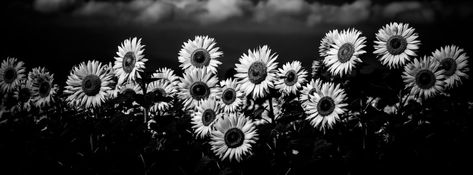 Sunflower Field Black and White Facebook cover Coverphoto Facebook Aesthetic Black, Cover Photos Facebook Aesthetic Sunflower, Coverphoto Facebook Aesthetic Quotes, Black And White Aesthetic Cover Photo, Cover Photos Facebook Aesthetic Black, Coverphoto Facebook Aesthetic, Fb Wallpaper Cover Photos, Fb Cover Photos Aesthetic Black, Black And White Cover Photo