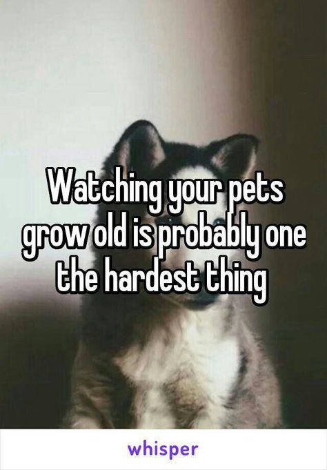 Grow Old, Blue Merle, Animal Quotes, Dog Quotes, Growing Old, Great Dane, Dog Life, Dog Pictures, I Love Dogs